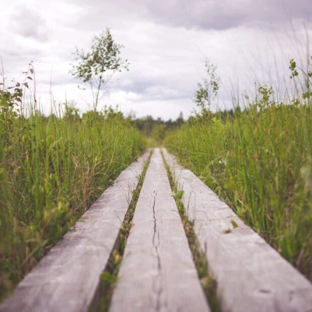 Somatic Therapy for Dissociation