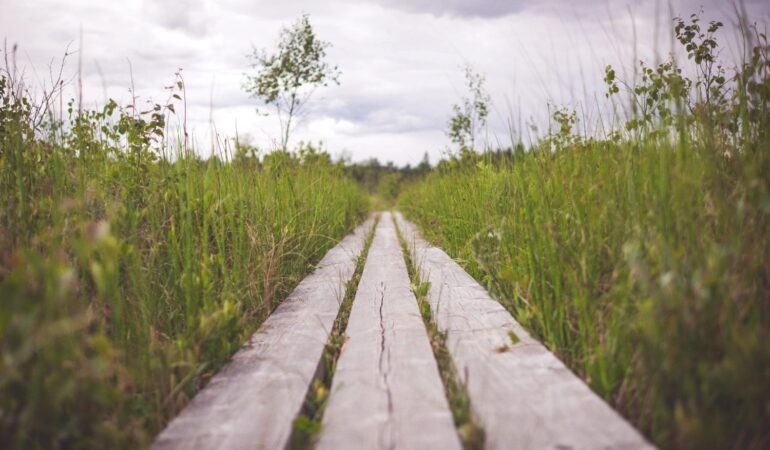 Somatic Therapy for Dissociation