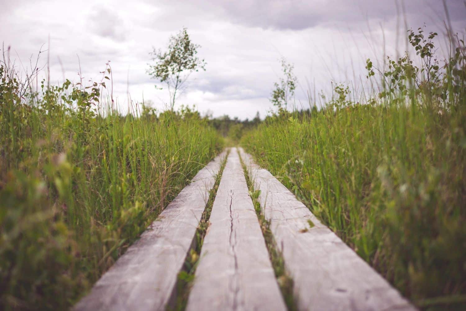 Somatic Therapy for Dissociation